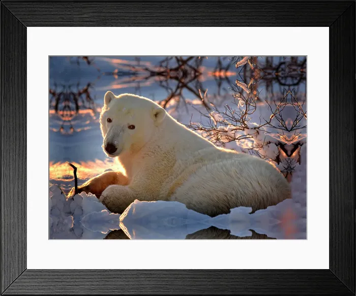 Framed Print : A polar bear dens down at sunset on the tundra in Churchill, Manitoba, Canada