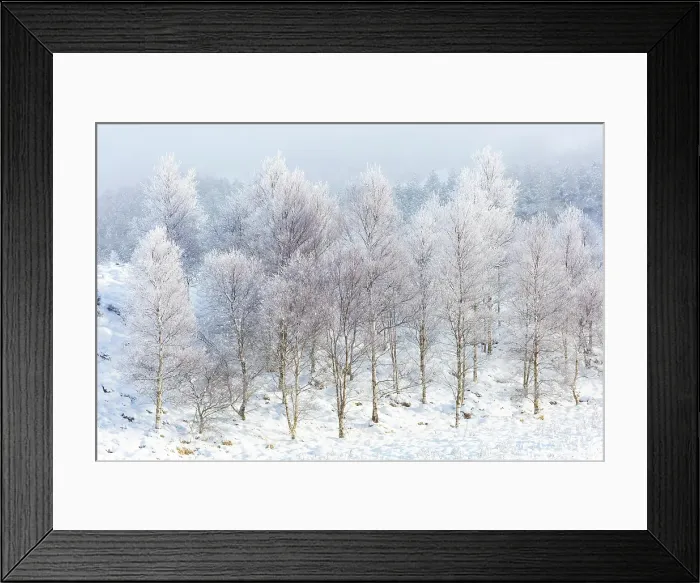 Framed Print : Trees covered in hoar frost, Rannoch Moor, Highand, Scotland Framed Print : Trees covered in hoar frost, Rannoch Moor, Highand, Scotland