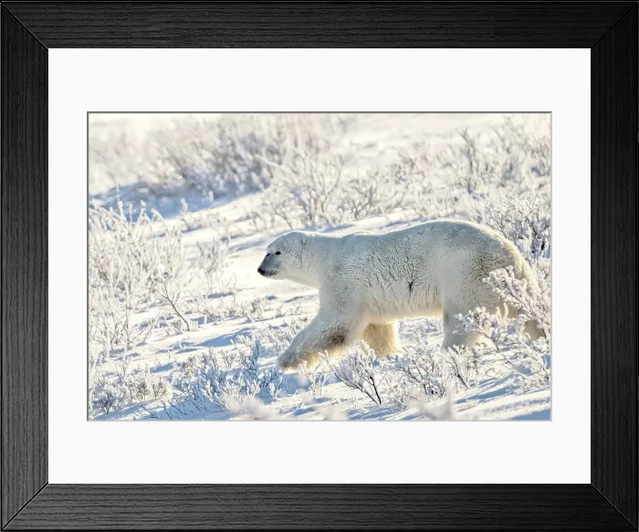 Framed Print : A polar bear walks in the icy frost tundra in Churchill, Manitoba, Canada Framed Print : A polar bear walks in the icy frost tundra in Churchill, Manitoba, Canada