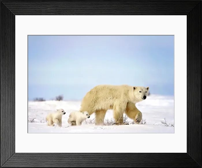 Framed Print : A polar bear with two tiny cubs run along the snow covered tundra in Wapusk National Park, Manitoba Canada Framed Print : A polar bear with two tiny cubs run along the snow covered tundra in Wapusk National Park, Manitoba Canada