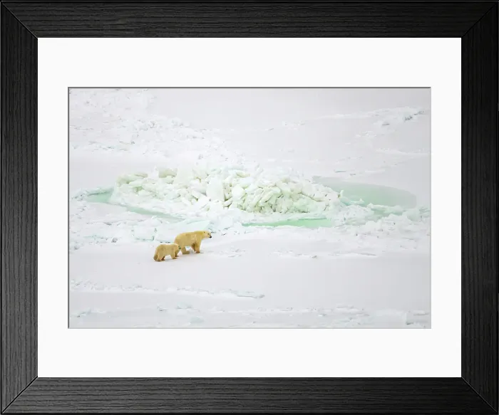 Framed Print : Aerial of A polar bear and her cub on the ice near Churchill, Manitoba, Canada Framed Print : Aerial of A polar bear and her cub on the ice near Churchill, Manitoba, Canada
