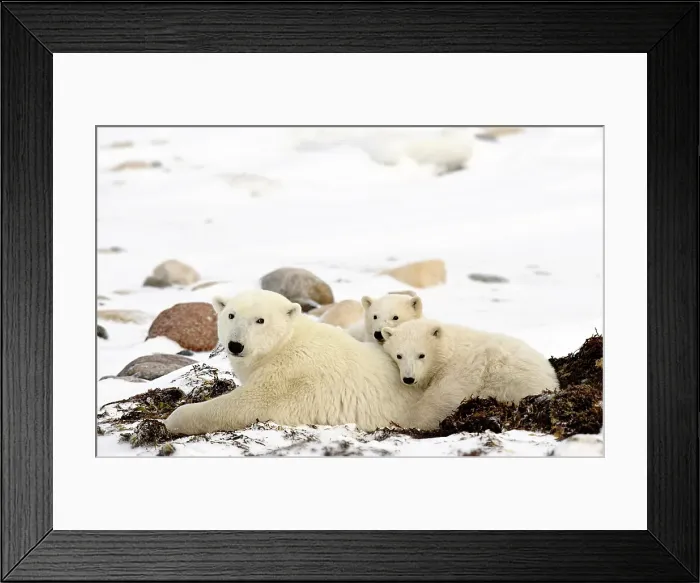 Framed Print : A momma polar bear snuggles with her cubs on the frozen tundra, Manitoba, Canada Framed Print : A momma polar bear snuggles with her cubs on the frozen tundra, Manitoba, Canada