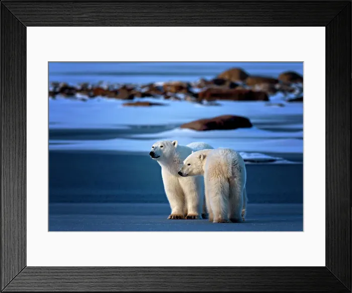 Framed Print : A momma bear and her cub stand on the blue ice in Churchill, Manitoba, Canada, always on the watch and protective over the large males who can be a threat