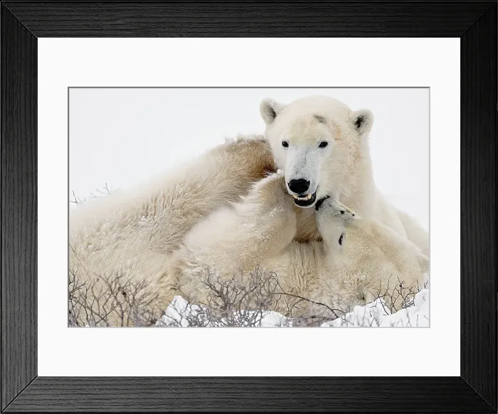 Framed Print : A pari of young polar bears spar on the frozen snow covered tundra in Churchill, Manitoba, Canada Framed Print : A pari of young polar bears spar on the frozen snow covered tundra in Churchill, Manitoba, Canada