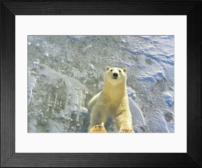 Framed Print : From the ice, a male polar bear jumps up against a tundra buggy, Manitoba, Canada Framed Print : From the ice, a male polar bear jumps up against a tundra buggy, Manitoba, Canada