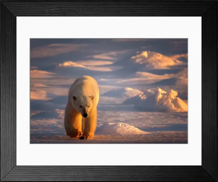Framed Print : At sunset, a polar bear walks along the snow in hopes of seeing ice on the shores of Churchill, Manitoba, Canada Framed Print : At sunset, a polar bear walks along the snow in hopes of seeing ice on the shores of Churchill, Manitoba, Canada