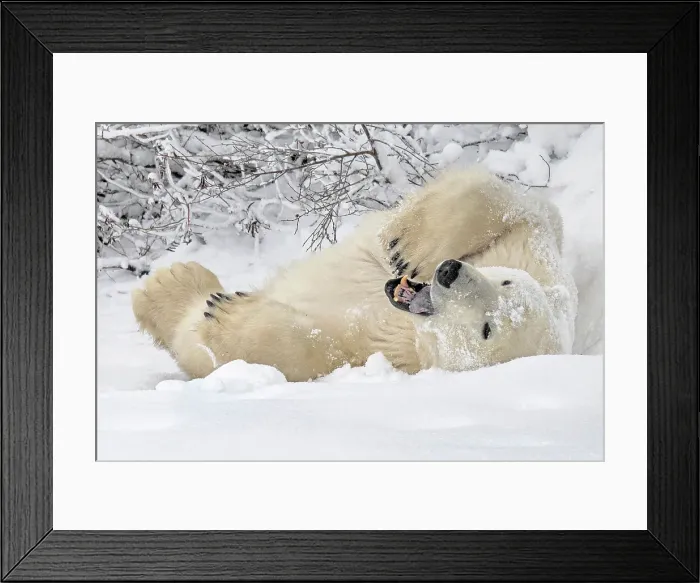 Framed Print : A polar bear lies on the frozen snow covered tundra in Churchill, Manitoba, Canada Framed Print : A polar bear lies on the frozen snow covered tundra in Churchill, Manitoba, Canada