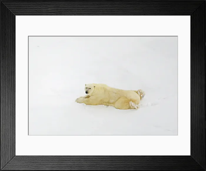 Framed Print : An aerial of a polar bear lying on the ice in Churchill, Manitoba, Canada Framed Print : An aerial of a polar bear lying on the ice in Churchill, Manitoba, Canada