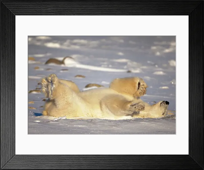 Framed Print : A polar bear lies on the ground in Churchill, Manitoba, Canada Framed Print : A polar bear lies on the ground in Churchill, Manitoba, Canada