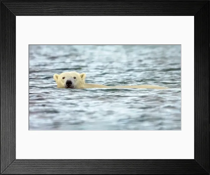 Framed Print : A polar bear swims while waiting fort the ice to come in - Churchill, Manitoba, Canada Framed Print : A polar bear swims while waiting fort the ice to come in - Churchill, Manitoba, Canada