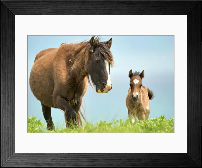 Framed Print : A wild horse and her foal on Sable Island, Nova Scota, Canada Framed Print : A wild horse and her foal on Sable Island, Nova Scota, Canada