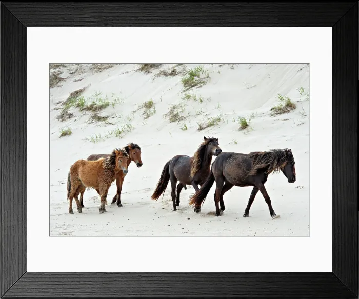 Framed Print : Wild horse family walks on the beach on Sable Island, Nova Scotia, Canada Framed Print : Wild horse family walks on the beach on Sable Island, Nova Scotia, Canada