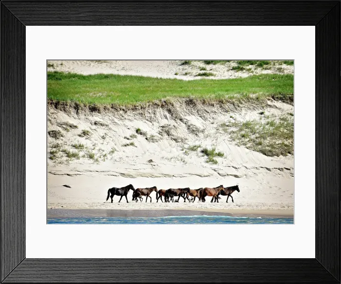 Framed Print : Wild horese walk the beach on Sable Island, Nova Scotia, Canada Framed Print : Wild horese walk the beach on Sable Island, Nova Scotia, Canada