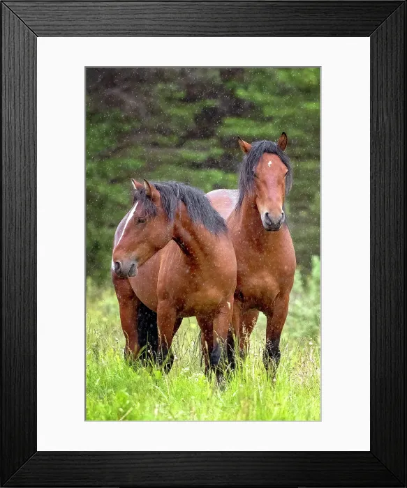 Framed Print : A pair of wild horses in Alberta, Canada Framed Print : A pair of wild horses in Alberta, Canada