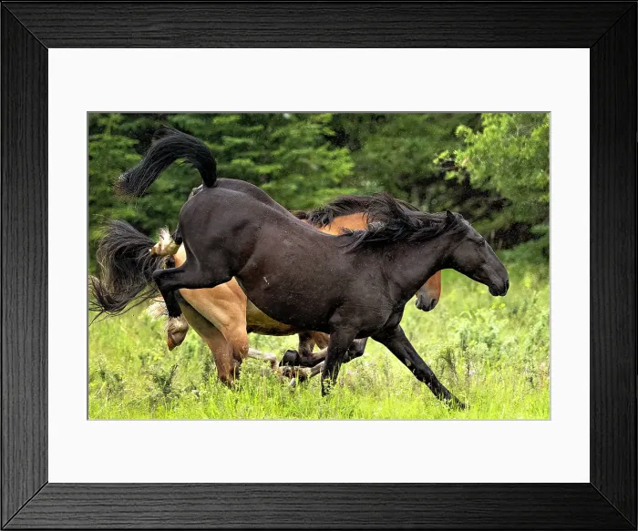 Framed Print : Wild horses running in the rain in Alberta, Canada Framed Print : Wild horses running in the rain in Alberta, Canada