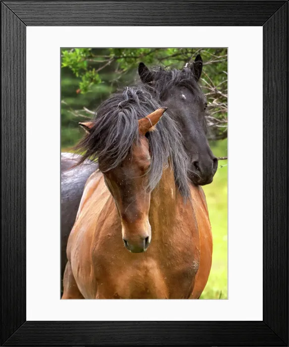 Framed Print : A pair of mating wild horses in Alberta, Canada Framed Print : A pair of mating wild horses in Alberta, Canada