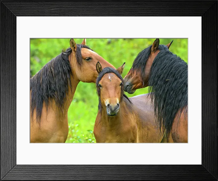 Framed Print : Widl horse in the trees in Alberta, Canada Framed Print : Widl horse in the trees in Alberta, Canada