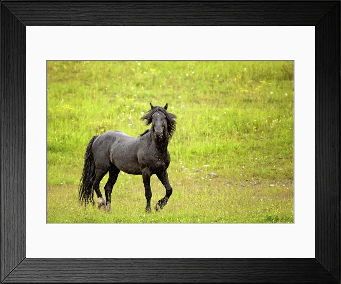 Framed Print : A black stallion runs in the rain in Alberta, Canada Framed Print : A black stallion runs in the rain in Alberta, Canada