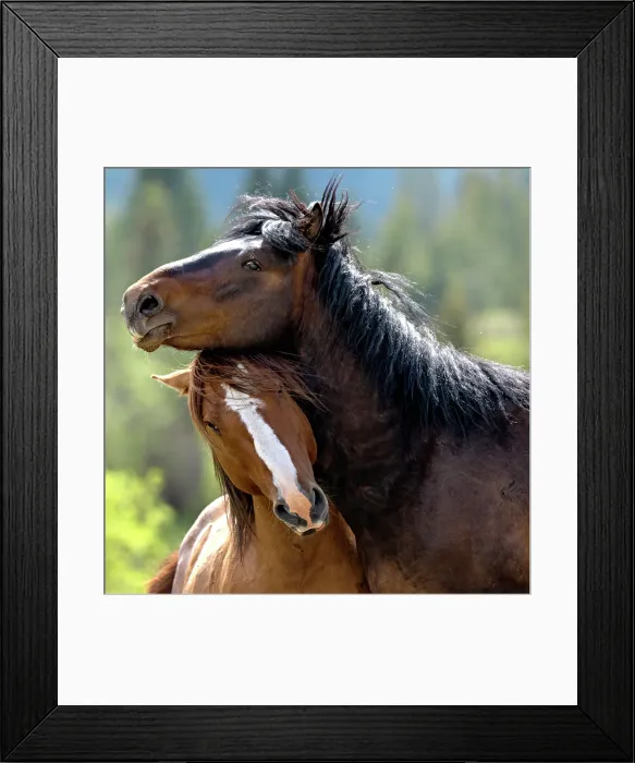 Framed Print : Wild horses iin Alberta, Canada Framed Print : Wild horses iin Alberta, Canada