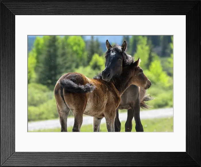 Framed Print : Wild horse and her fowl iin Alberta, Canada