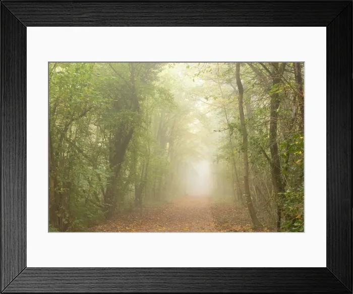 Framed Print : Forest path in the morning mist above Kues, Bernkastel-Kues, Mosel, Rhineland-Palatinate, Germany Framed Print : Forest path in the morning mist above Kues, Bernkastel-Kues, Mosel, Rhineland-Palatinate, Germany