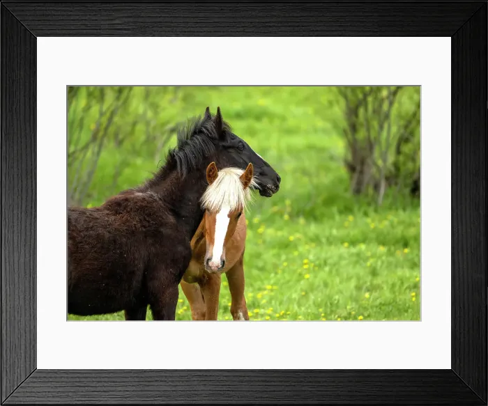 Framed Print : Wild horses in Alberta, Canada Framed Print : Wild horses in Alberta, Canada