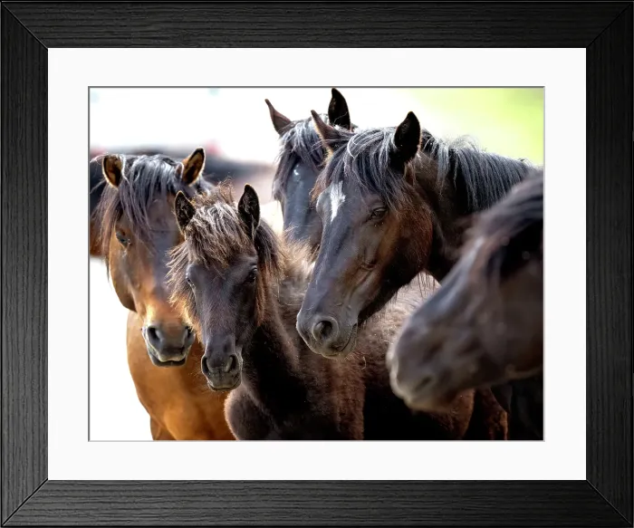 Framed Print : Wild horses in Alberta, Canada Framed Print : Wild horses in Alberta, Canada