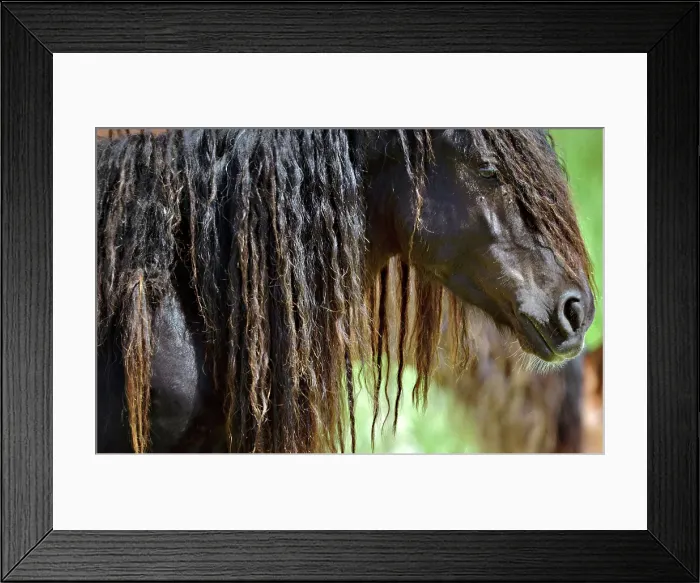 Framed Print : A stallion on Sable Island, Nova Scotia, Canada Framed Print : A stallion on Sable Island, Nova Scotia, Canada