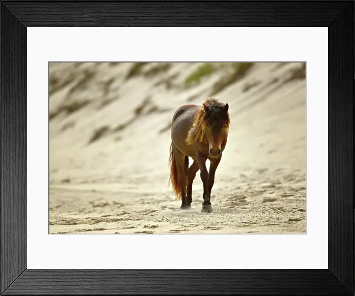 Framed Print : A wild horse walking on the beach on Sable Island, Nova Scotia, Canada Framed Print : A wild horse walking on the beach on Sable Island, Nova Scotia, Canada
