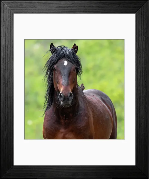 Framed Print : Wild horse iin Alberta, Canada Framed Print : Wild horse iin Alberta, Canada