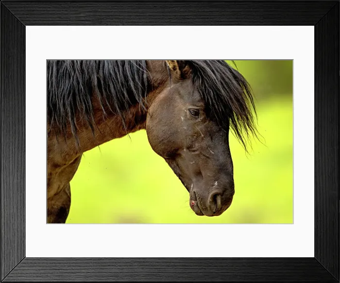 Framed Print : Wild horse in Alberta, Canada Framed Print : Wild horse in Alberta, Canada