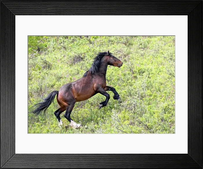 Framed Print : A wild horse run through the field in Alberta, Canada Framed Print : A wild horse run through the field in Alberta, Canada