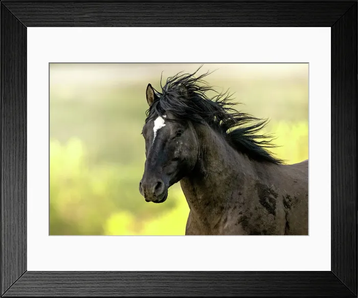 Framed Print : Wild horse in Alberta, Canada Framed Print : Wild horse in Alberta, Canada