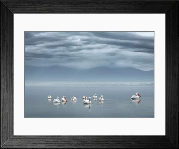 Framed Print : Group of Dalmatian Pelican (Pelecanus crispus) on lake Kerkini, Greece, January 2018 Framed Print : Group of Dalmatian Pelican (Pelecanus crispus) on lake Kerkini, Greece, January 2018