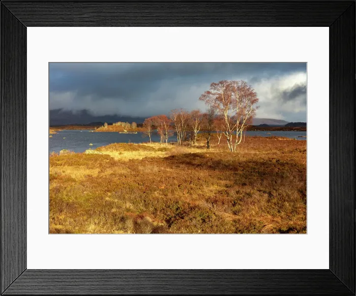 Framed Print : Autumn colour on Rannoch Moor, Highland, Scotland Framed Print : Autumn colour on Rannoch Moor, Highland, Scotland
