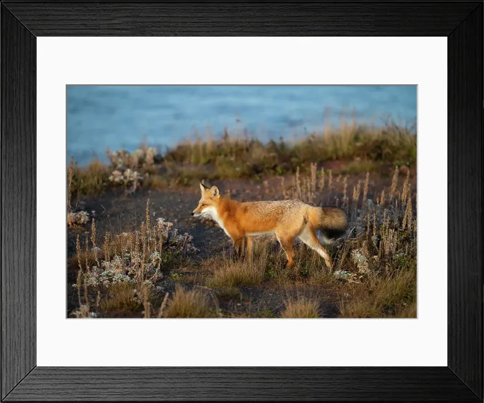 Framed Print : Fox, Prince Edward Island, Canada, North America Framed Print : Fox, Prince Edward Island, Canada, North America