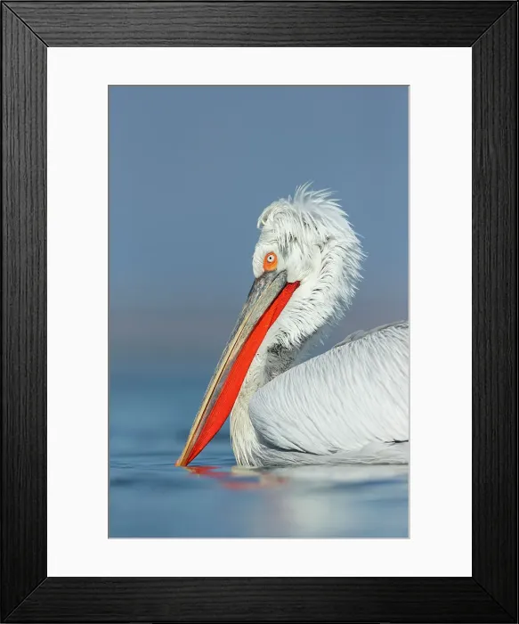 Framed Print : Dalmatian Pelican (Pelecanus crispus), portrait of adult, Lake Kerkini, Greece, February 2014 Framed Print : Dalmatian Pelican (Pelecanus crispus), portrait of adult, Lake Kerkini, Greece, February 2014