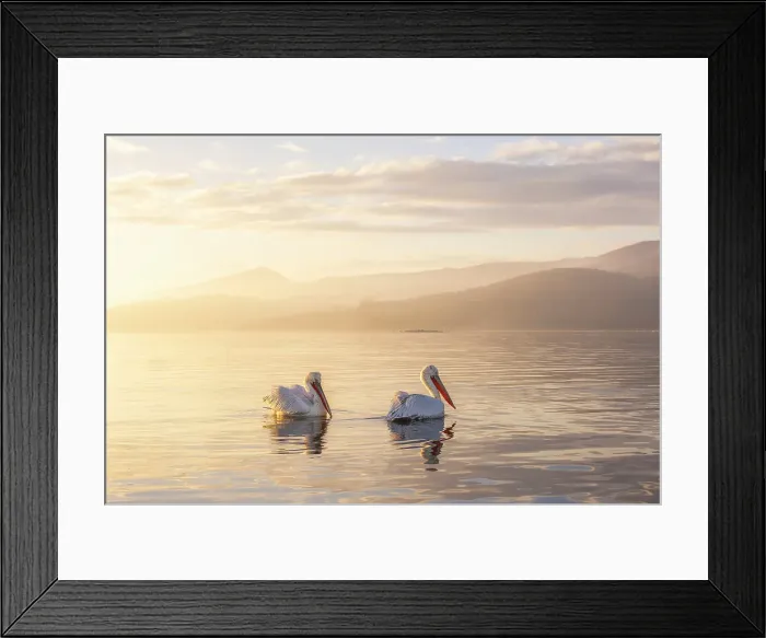 Framed Print : Two adult Dalmatian Pelican (Pelecanus crispus), Lake Kerkini, Greece, January 2024 Framed Print : Two adult Dalmatian Pelican (Pelecanus crispus), Lake Kerkini, Greece, January 2024