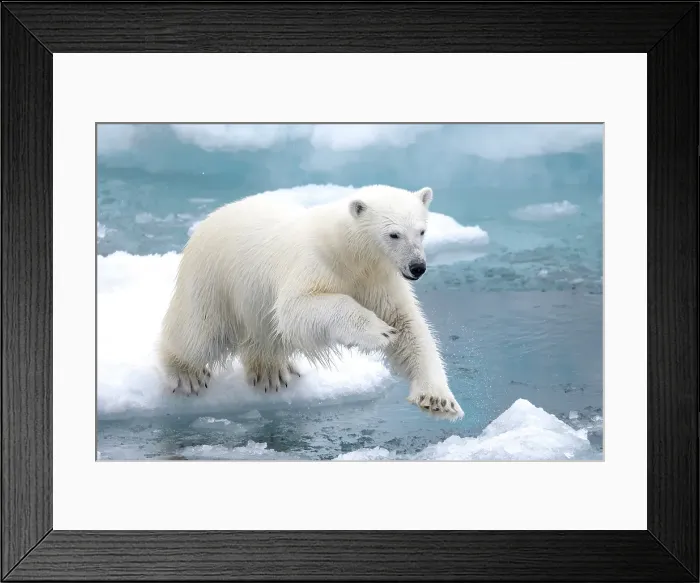 Framed Print : A polar bear jumps the ice near Greenland in the Arctic Framed Print : A polar bear jumps the ice near Greenland in the Arctic