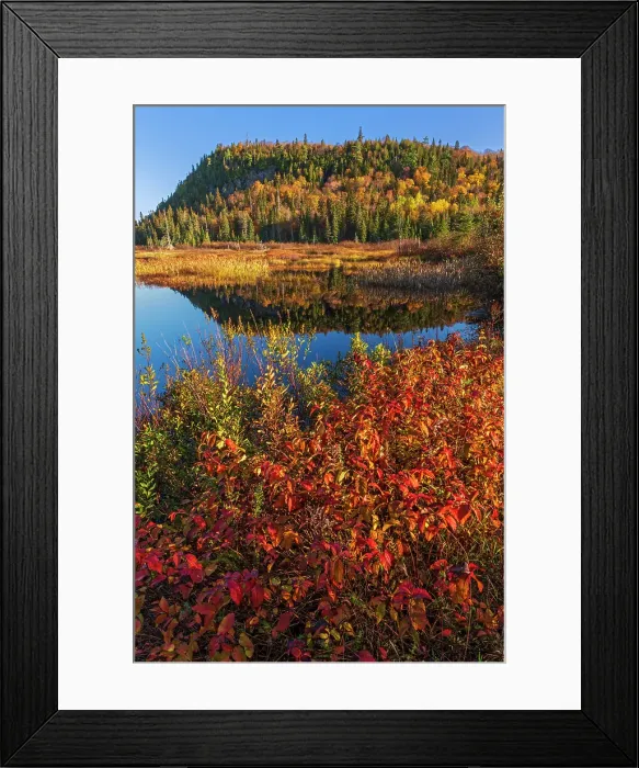 Framed Print : Alternate-leaf dogwood (Cornus alternifolia) in autumn color, Lake Superior Provincial Park, Ontario, Canada Framed Print : Alternate-leaf dogwood (Cornus alternifolia) in autumn color, Lake Superior Provincial Park, Ontario, Canada