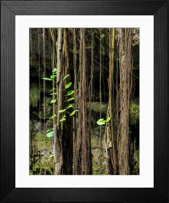 Framed Print : Cenote Oxman, Valladolid, Yucatan State, Mexico Framed Print : Cenote Oxman, Valladolid, Yucatan State, Mexico