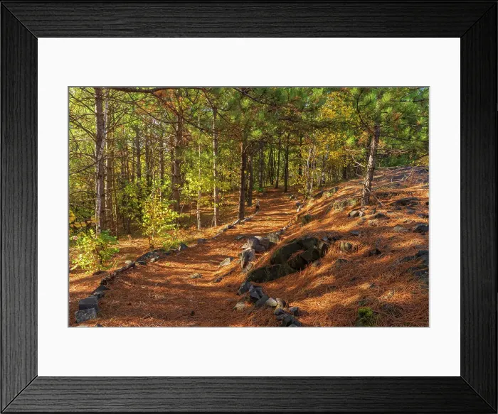 Framed Print : Jane Goodall Trail in reclaimed landscape after 40 years of growth, Sudbury, Ontario, Canada Framed Print : Jane Goodall Trail in reclaimed landscape after 40 years of growth, Sudbury, Ontario, Canada