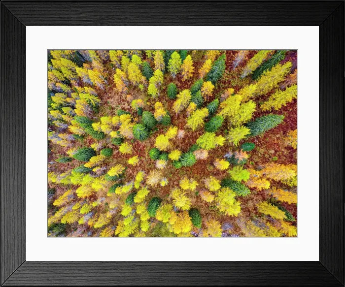 Framed Print : Aerial View over Larch & Evergreen Forest, Dolomites, Belluno, Veneto, Italy Framed Print : Aerial View over Larch & Evergreen Forest, Dolomites, Belluno, Veneto, Italy