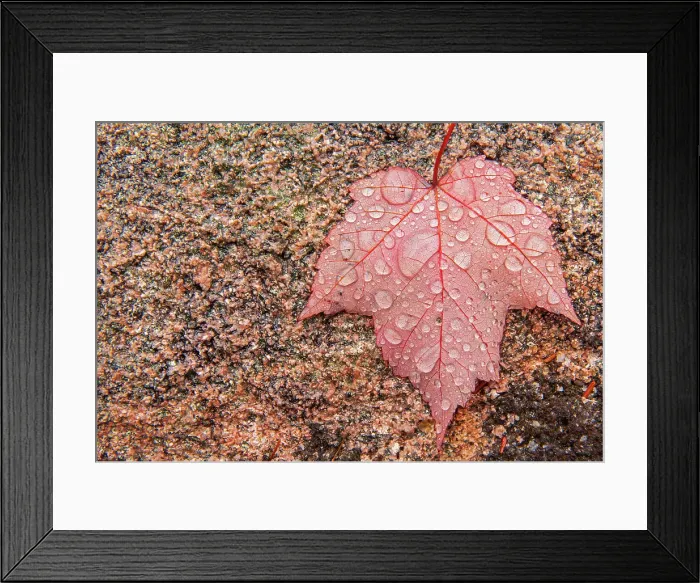 Framed Print : Red maple leaf on rock in rain (Acer rubrum) Indian Brook, Nova Scotia, Canada Framed Print : Red maple leaf on rock in rain (Acer rubrum) Indian Brook, Nova Scotia, Canada