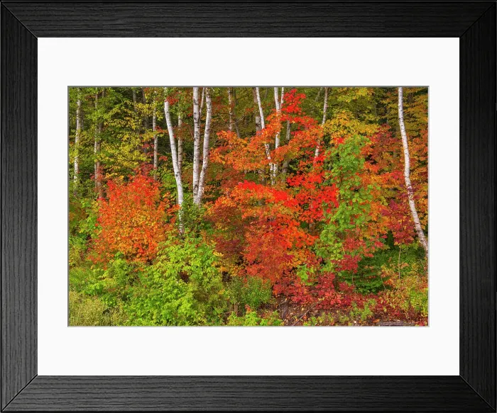 Framed Print : Hardwood forest in autumn on the Cabot Trail, Cape Breton, Morrison Brook, Nova Scotia, Canada Framed Print : Hardwood forest in autumn on the Cabot Trail, Cape Breton, Morrison Brook, Nova Scotia, Canada