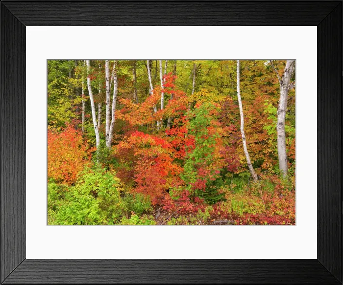 Framed Print : Hardwood forest in autumn on the Cabot Trail, Cape Breton, Morrison Brook, Nova Scotia, Canada Framed Print : Hardwood forest in autumn on the Cabot Trail, Cape Breton, Morrison Brook, Nova Scotia, Canada