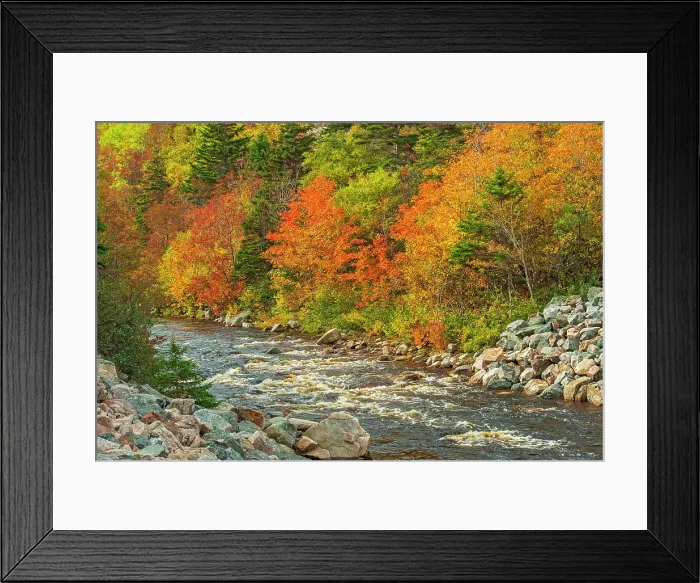 Framed Print : Autumn in the mixedwood forest, Cape Breton, Cape Breton Highlands National Park, Nova Scotia, Canada Framed Print : Autumn in the mixedwood forest, Cape Breton, Cape Breton Highlands National Park, Nova Scotia, Canada