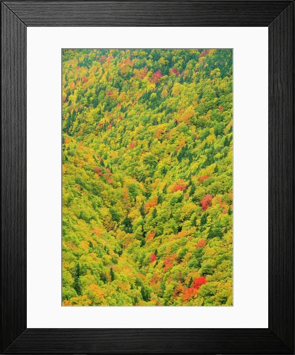 Framed Print : Autumn in the mixedwood forest, Cape Breton, Cape Breton Highlands National Park, Nova Scotia, Canada Framed Print : Autumn in the mixedwood forest, Cape Breton, Cape Breton Highlands National Park, Nova Scotia, Canada