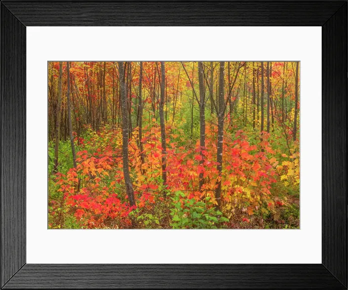 Framed Print : Hardwood forest in autumn New Canaan, New Brunswick, Canada Framed Print : Hardwood forest in autumn New Canaan, New Brunswick, Canada