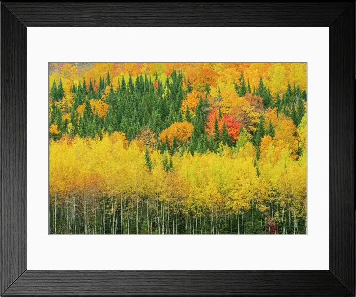 Framed Print : Mixedwood forest in autumn color Aroostook, New Brunswick, Canada Framed Print : Mixedwood forest in autumn color Aroostook, New Brunswick, Canada